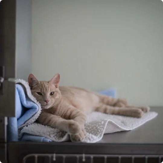 Cat Activity Space